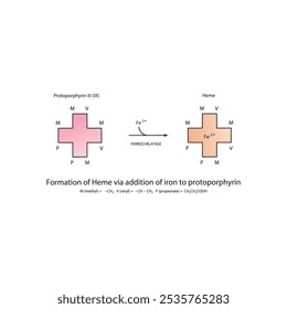 Diagrama que muestra la síntesis de hemo de la protoporfirina III a través de la adición de hierro a través de la reacción química de la enzima ferroquelatasa. Diagrama de estructura esquelética.