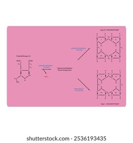 Diagram showing synthesis of Uroporphyrinogens from porphobilinogen through Uroporphyrinogen synthase, biochemical reaction schematic illustration.