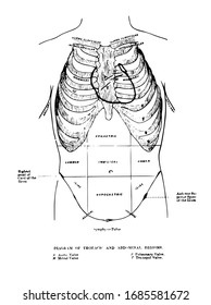 Diagram showing the Thoracic and Abdominal regions of a human, vintage line drawing or engraving illustration.