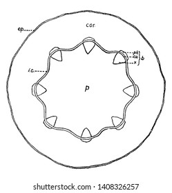 A diagram showing tissue-systems in young stem of castor-oil plant, vintage line drawing or engraving illustration.