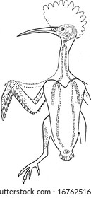 Diagram showing the tracts where the principal growth of feathers occurs (Upupa epops). The dotted areas represent the pteryla, vintage line drawing or engraving illustration.
