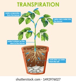 Transpiration Images, Stock Photos & Vectors | Shutterstock