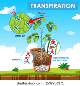 Transpiration Images, Stock Photos & Vectors | Shutterstock