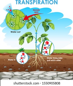 Diagram showing transpiration in plant illustration