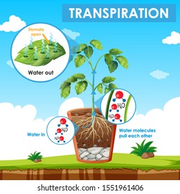 Diagrama que muestra la transpiración en la ilustración de planta