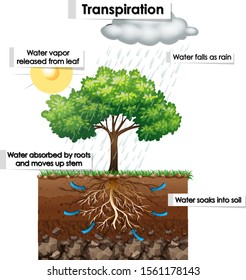 Diagram showing transpiration in plant illustration