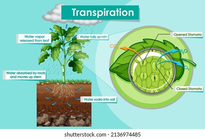 Diagrama que muestra la ilustración de la planta de transpiración