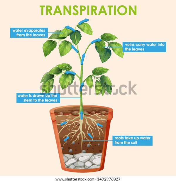 Diagram Showing Transpiration Plant Illustration Stock Vector (Royalty ...