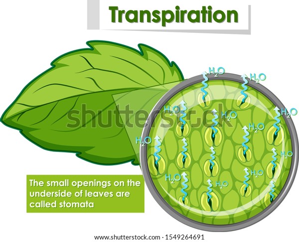 Diagram\
showing transpiration in plant\
illustration