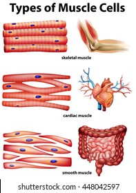 Diagram showing types of muscle cells illustration