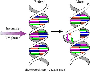 Diagram showing the Ultraviolet  photons harm the DNA molecules of living organisms in different ways.Vector illustration.