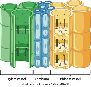 Diagram showing vascular tissue system in plants illustration