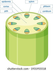 Diagram showing vascular tissue system in plants illustration
