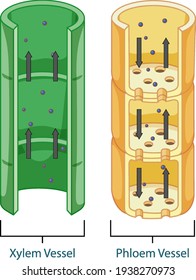 Diagram showing vascular tissue system in plants illustration