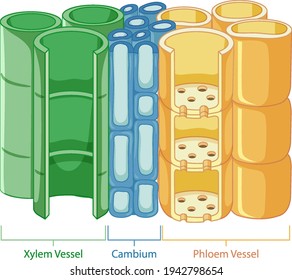 Diagram showing vascular tissue system in plants illustration