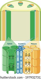 Diagram Showing Vascular Tissue System Plants Stock Vector (Royalty ...