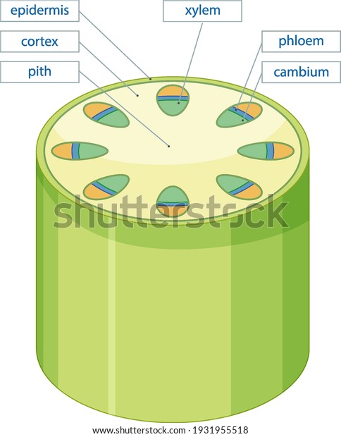 Diagram Showing Vascular Tissue System Plants Stock Vector (Royalty ...