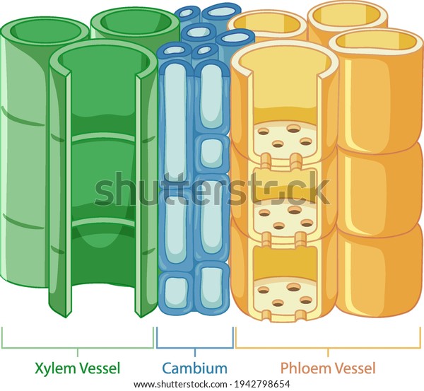 Diagram showing vascular tissue system in\
plants illustration
