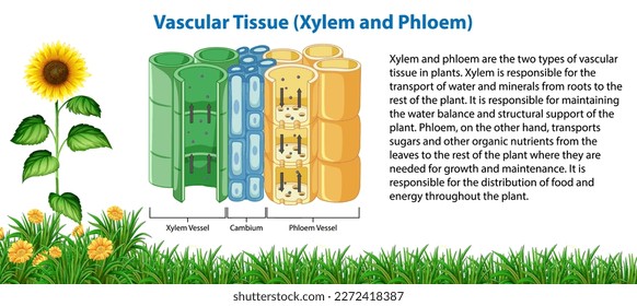 Diagram showing Vascular Tissue (Xylem and Phloem) illustration