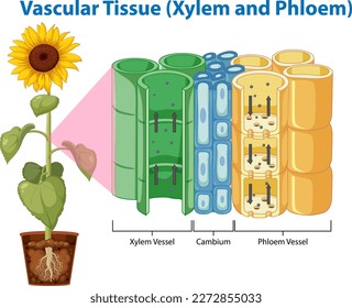 Diagram showing Vascular Tissue (Xylem and Phloem) illustration