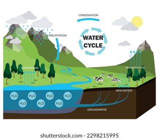 Diagram showing water cycle. Water cycle for science education illustration.