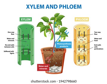 Diagram showing xylem and phloem of plant illustration