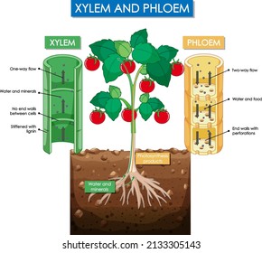 Diagram showing xylem and phloem plant illustration