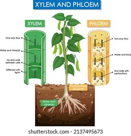 Diagram showing xylem and phloem plant illustration