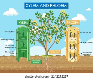 Diagram Showing Xylem Phloem Plant Illustration Stock Vector (Royalty ...