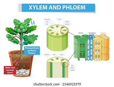 Diagram showing xylem and phloem in plant illustration