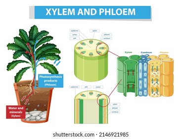 Diagram Showing Xylem Phloem Plant Illustration Stock Vector (Royalty ...