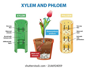 2,857 Xylem phloem Images, Stock Photos & Vectors | Shutterstock