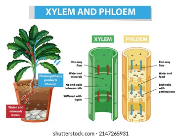 2,857 Xylem phloem Images, Stock Photos & Vectors | Shutterstock