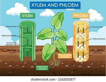 Diagram Showing Xylem And Phloem Plant Illustration