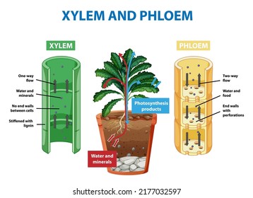 Diagram Showing Xylem Phloem Plant Illustration Stock Vector (Royalty ...