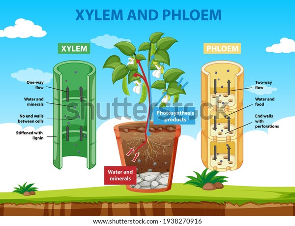 Diagram\
showing xylem and phloem of plant\
illustration
