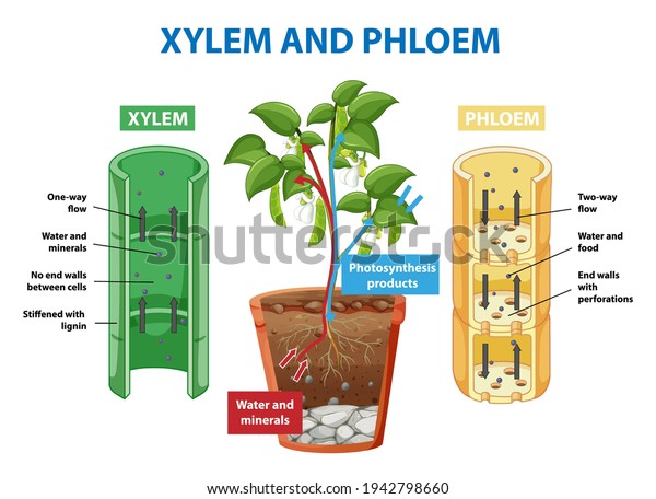 Diagram\
showing xylem and phloem of plant\
illustration