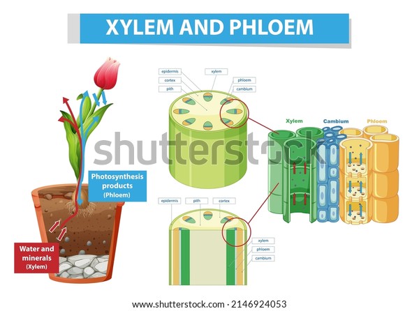 Diagram\
showing xylem and phloem in plant\
illustration