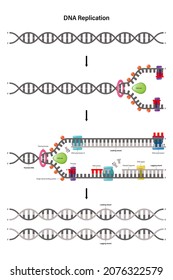 The diagram shows the DNA replication steps from start to finish.