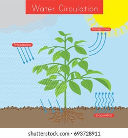 The diagram shows how water circulates within a plant. The sun is in the top-right corner.