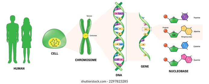 The diagram shows the structure of  human, cell, chromosome, DNA (Deoxyribonucleic Acid), Gene and Nucleobase. Vector for scientific study. Molecular biology.