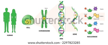 The diagram shows the structure of  human, cell, chromosome, DNA (Deoxyribonucleic Acid), Gene and Nucleobase. Vector for scientific study. Molecular biology. Imagine de stoc © 