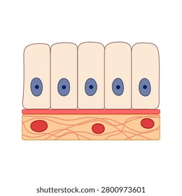 Diagram. Simple columnar epithelium. Scientific illustration.