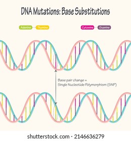 Diagram of Single Nucleotide Polymorphism DNA Mutations