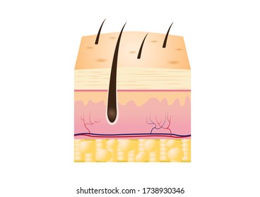 Diagram of skin structure without explanation as element for presentation or  teaching