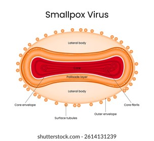 Diagram of Smallpox Virus Structure