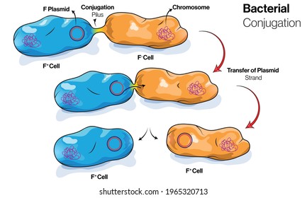 diagram of Stages of Bacterial Conjugation process: Reproduction in bacteria, Plasmid transformation, DNA or gene transfer.