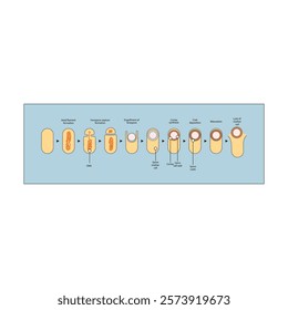 Diagram of stages of endospore formation - Septum, cortex, coat formation and lysis - simple schematic microbiology illustration.