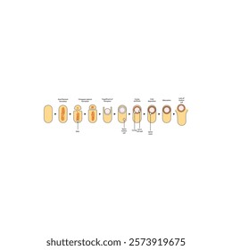Diagram of stages of endospore formation - Septum, cortex, coat formation and lysis - simple schematic microbiology illustration.