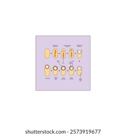 Diagram of stages of endospore formation - Septum, cortex, coat formation and lysis - simple schematic microbiology illustration.